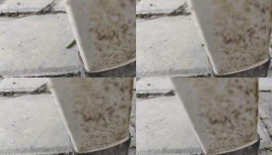 地上爬的虫子高清在线视频素材下载