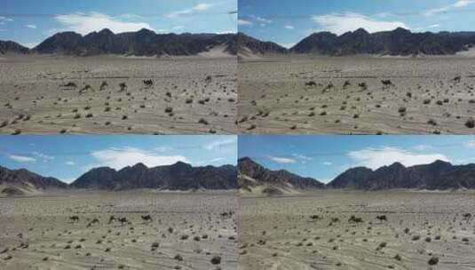 青海省海西州柴达木盆地嗷唠山骆驼航拍高清在线视频素材下载