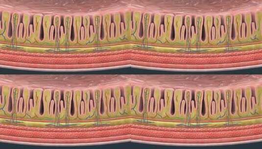 胃襞胃壁蛋白酶原黏液层壁细胞小凹型HCI高清在线视频素材下载