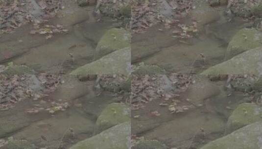 石头上的苔藓LOG高清在线视频素材下载