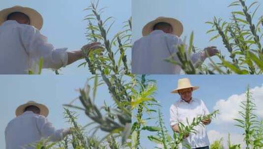 芝麻种植基地高清在线视频素材下载