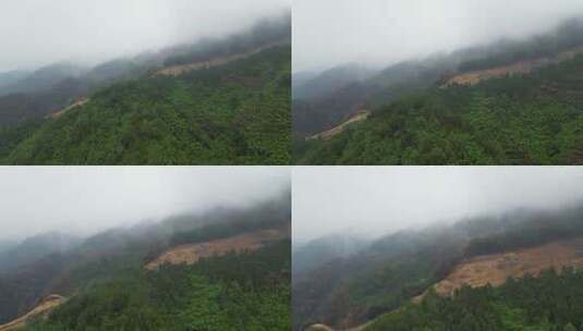 重庆山火后，北碚缙云山迎来降雨，云雾缭绕高清在线视频素材下载