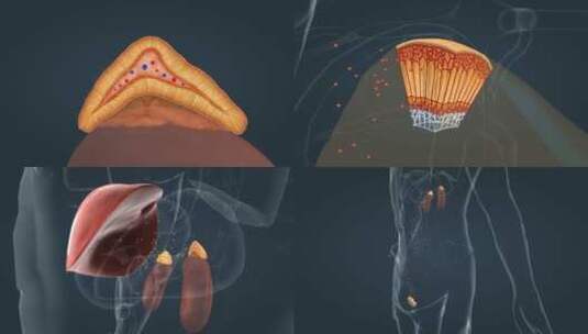 肾上腺 医学动画 人体器官 三维动画高清在线视频素材下载