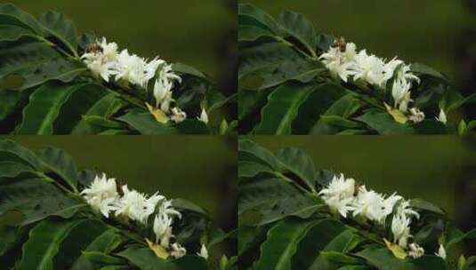 蜜蜂在白色的小花上采蜜高清在线视频素材下载