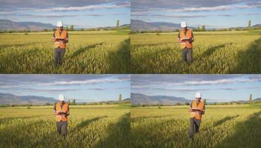 现代智能农业 水稻全景素材高清在线视频素材下载