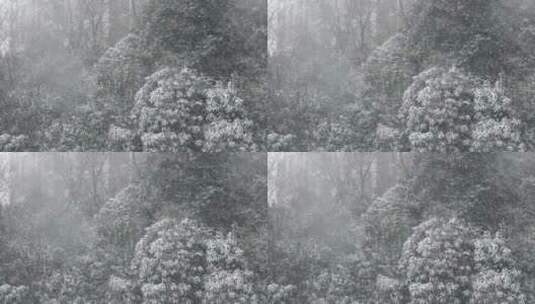 雪花落在灌木植被上高清在线视频素材下载
