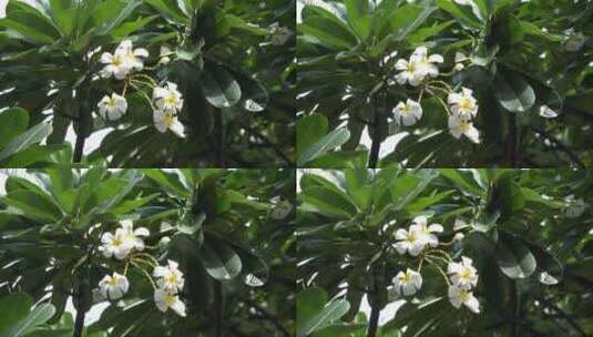 盛开在绿树枝头的白色花朵高清在线视频素材下载