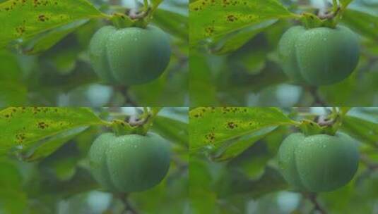 未成熟的青柿子高清在线视频素材下载