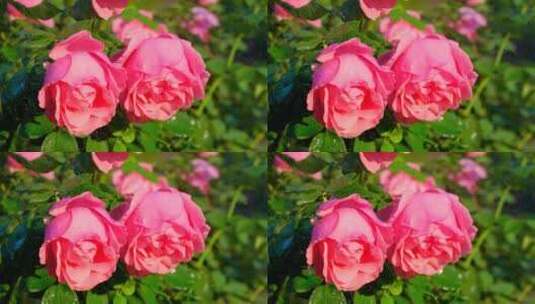 雨中的玫瑰花 月季花 鲜花 花朵高清在线视频素材下载