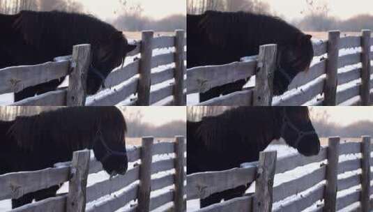 动物·黑色马高清在线视频素材下载