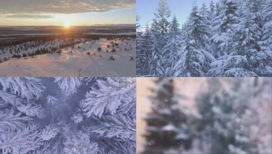 雪后树林高清在线视频素材下载