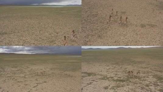 西藏羚羊高清在线视频素材下载