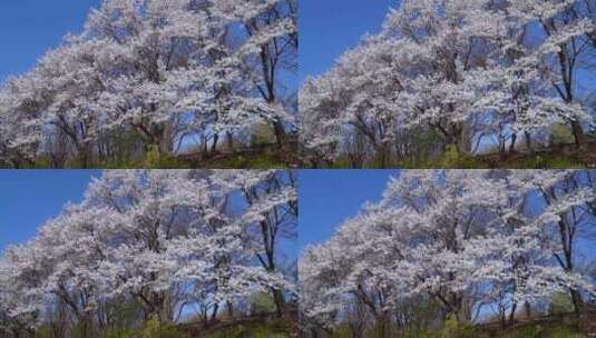 公园里美丽的樱花 春暖花开 春天花海高清在线视频素材下载