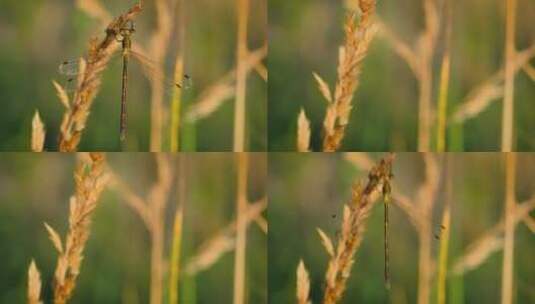 一只蜻蜓的特写镜头高清在线视频素材下载