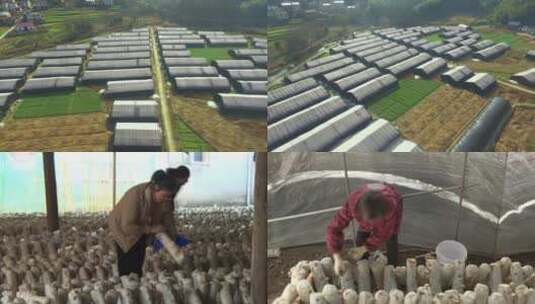 香菇种植基地高清在线视频素材下载