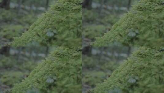 原始森林苔藓高清在线视频素材下载