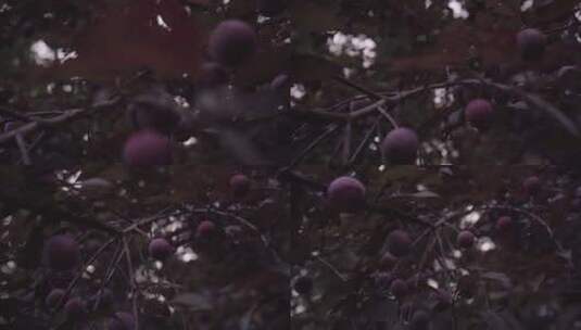 植物森林治愈雨水唯美意境清新自然高清在线视频素材下载