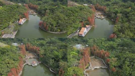 深圳仙湖植物园落羽杉高清在线视频素材下载