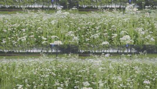 小清新鲜花阳光和雏菊高清在线视频素材下载