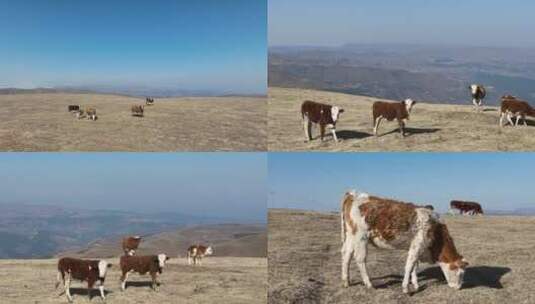 4K航拍 云南大山包牛群S高清在线视频素材下载