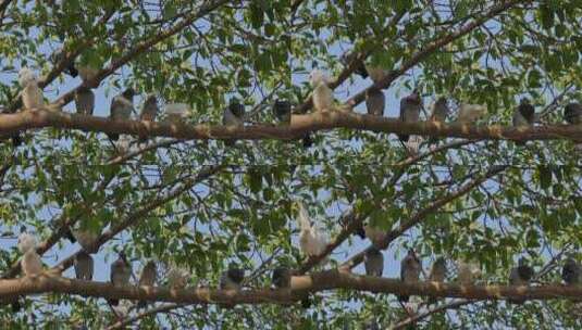 春天树上的鸽子高清在线视频素材下载