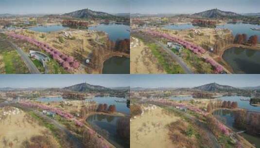 航拍上海辰山植物园樱花季高清在线视频素材下载