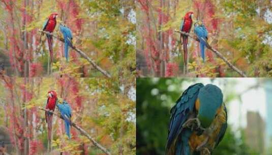 特写鹦鹉鸟自然动物森林高清在线视频素材下载