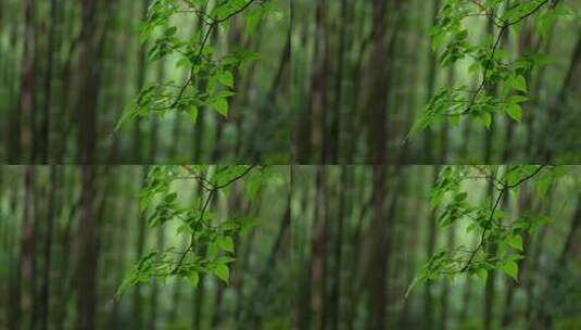 杭州虎跑下雨天的绿色树叶有雨水滴落高清在线视频素材下载