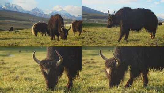 牦牛吃草雪山牦牛高原牧区放牧高清在线视频素材下载