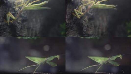 螳螂捕食4k高清在线视频素材下载