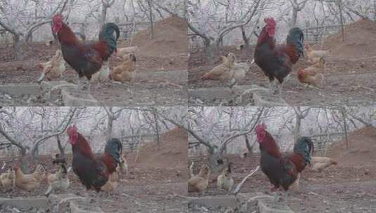 养鸡果园里一只公鸡和一群母鸡高清在线视频素材下载