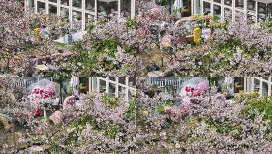 航拍武汉春天城市街景樱花包围的餐厅高清在线视频素材下载