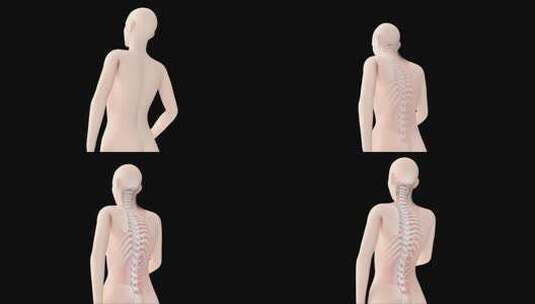 脊椎骨骼腰椎-带通道高清在线视频素材下载