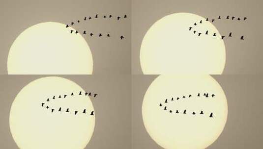 日落时分一群大雁从太阳前面飞过高清在线视频素材下载