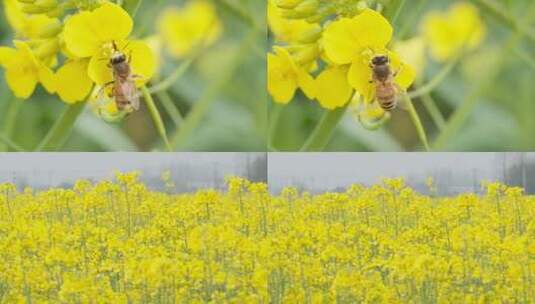蜜蜂采蜜油菜花实拍镜头高清在线视频素材下载