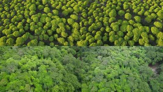 森林大自然树林氧吧森林空气环保大自然树林高清在线视频素材下载