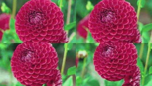 花园里美丽的红花，非常美妙的花瓣特写高清在线视频素材下载