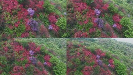 杭州余杭鸬鸟山顶杜鹃花春天映山红航拍高清在线视频素材下载