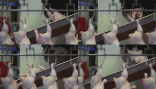 鸡肉加工厂实拍高清在线视频素材下载