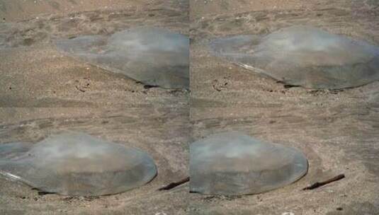 海滩上的巨型水母高清在线视频素材下载