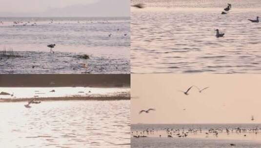 l1晚霞水鸟在湖中游泳滩涂沿岸觅食高清在线视频素材下载