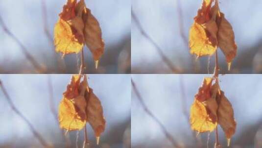 冬季逆光下的残叶金色光芒高清在线视频素材下载