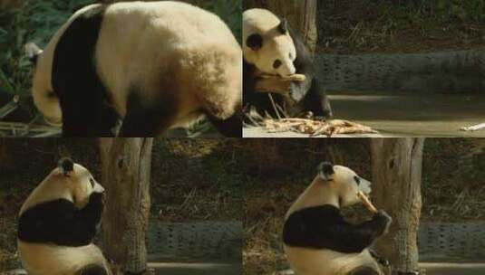 吃竹笋的大熊猫高清在线视频素材下载