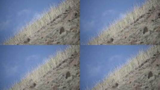 蓝天白云草原土坡石头地里生长的草高清在线视频素材下载