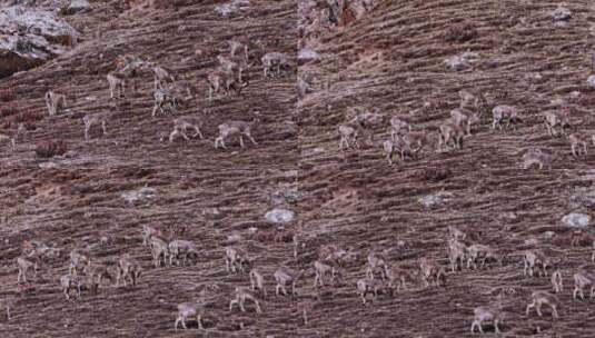 4K高清实拍高原野生动物藏羚羊岩羊高清在线视频素材下载