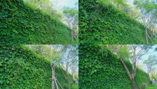 围墙 爬山虎 绿叶墙 藤蔓高清在线视频素材下载