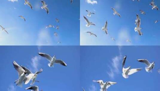 海鸟海鸥鸽子信鸽高清在线视频素材下载