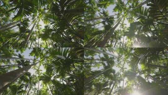 午后的阳光下慢慢穿过椰子树高清在线视频素材下载