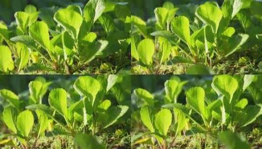 在阳光照耀下茁壮成长的蔬菜高清在线视频素材下载