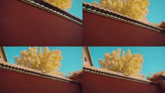 北京故宫紫禁城秋天延禧宫的银杏树与红墙高清在线视频素材下载